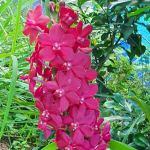 Вандахостилис VAN CROWFOX REDGAM