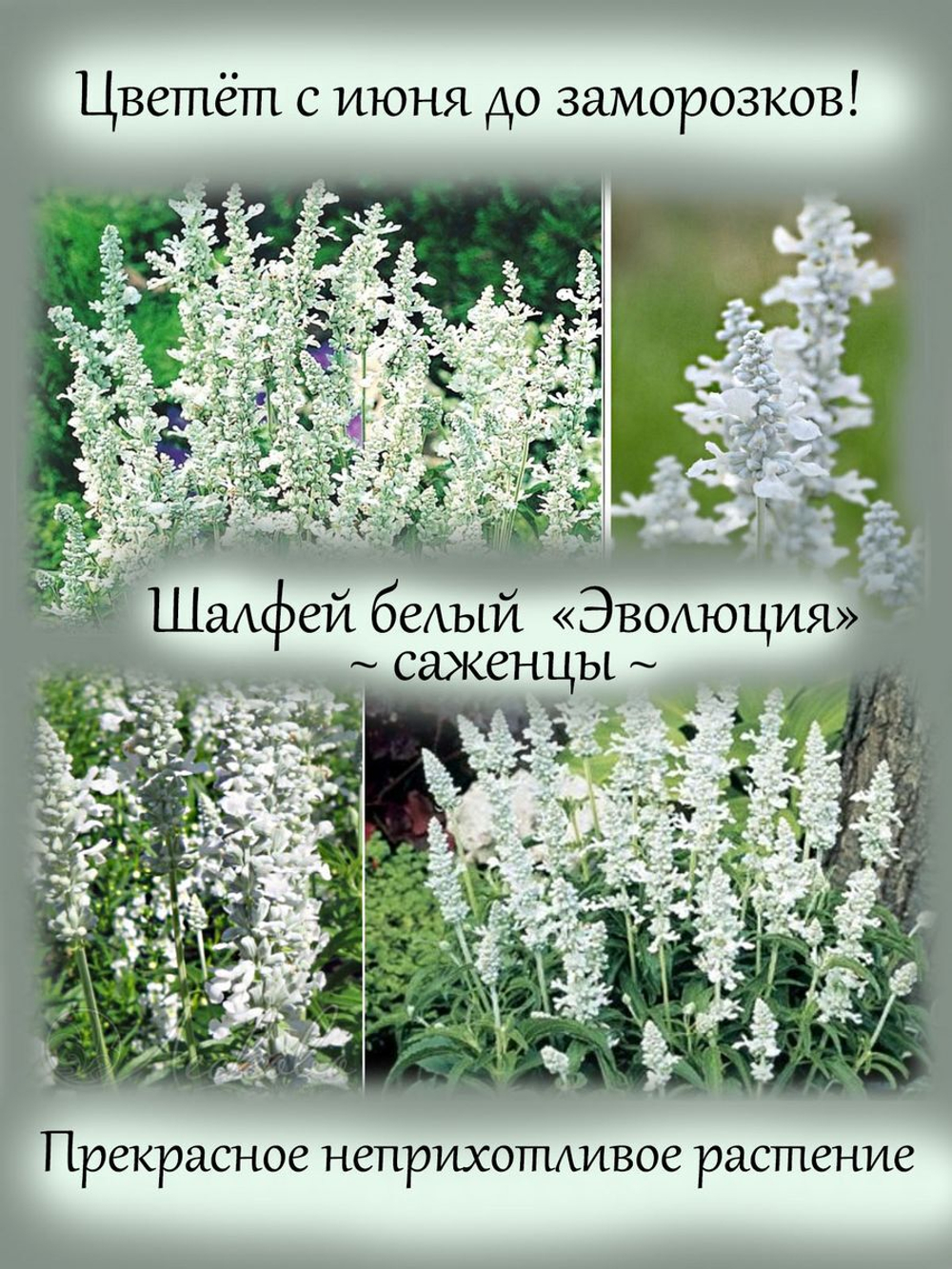 Шалфей Шнеехюгель белый Снежный холм Сальвия