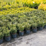 Ель обыкновенная Нидиформис C2 20-25