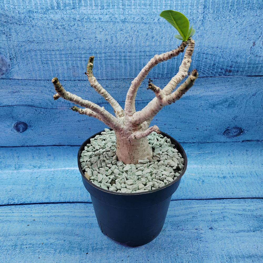 Adenium Baobab (Адениум)