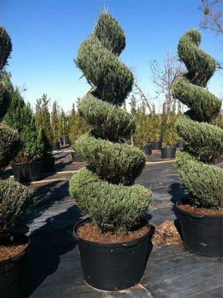 Можжевельник скальный Скайрокет (спираль) С80 200-250