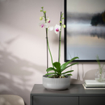 Горшок для растений IKEA GRADVIS (ГРАДВИС), Серый, 22 см