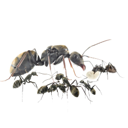 Муравьи Camponotus parius (Реактивный муравей)