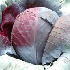 Рексома F1 семена капусты краснокочанной (Rijk Zwaan / Райк Цваан)