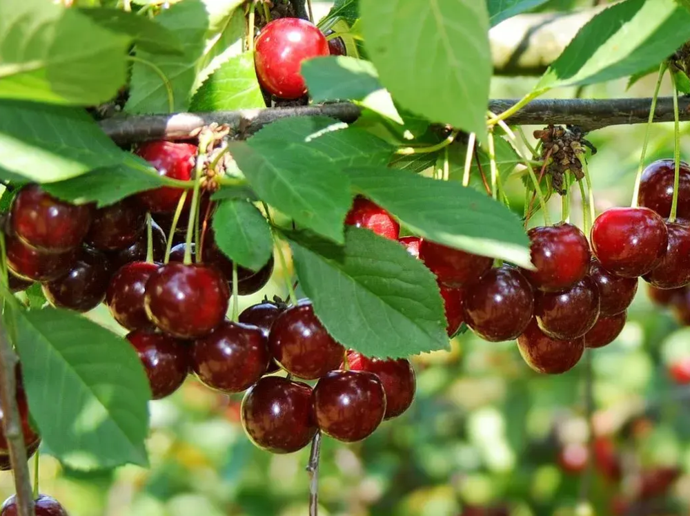 Саженец Вишни «Свердловская» (Уральская кустовая, Супер-надежная, Урожайная)