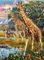 Puzzle Giraffes in Africa