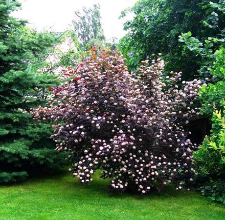 Пузыреплодник opulifolius Diabolo