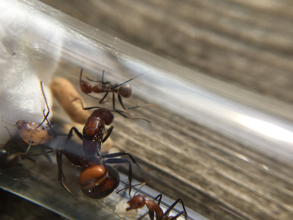 Camponotus nicobarensis