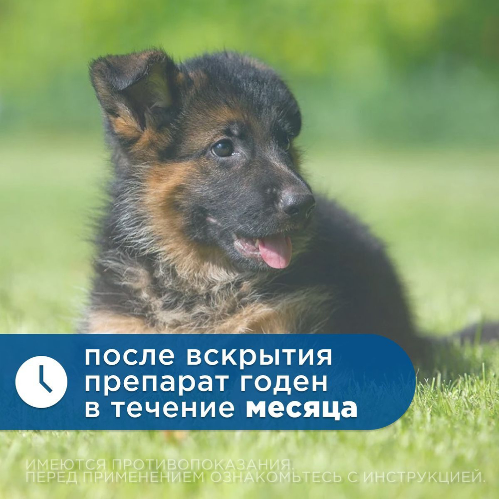 Ушные капли для кошек и собак для лечения отитов паразитарной и бактериальной этиологии Inspector, Левофлоксацин/Моксидектин, 10мл