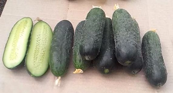 ДИРЕКТОР F1 семена огурца партенокарпического (Nunhems) отзывы