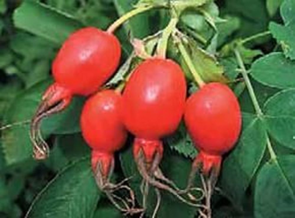 Шиповник Воронцовский