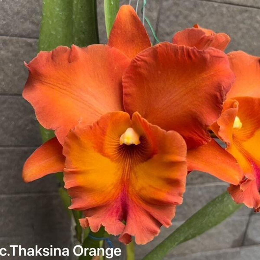 Орхидея ринхолелиокаттлея RLC. THAKSINA ORANGE AM/RTH