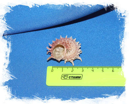 Ангария Поупа (Angaria poppei) светлая 3 см.