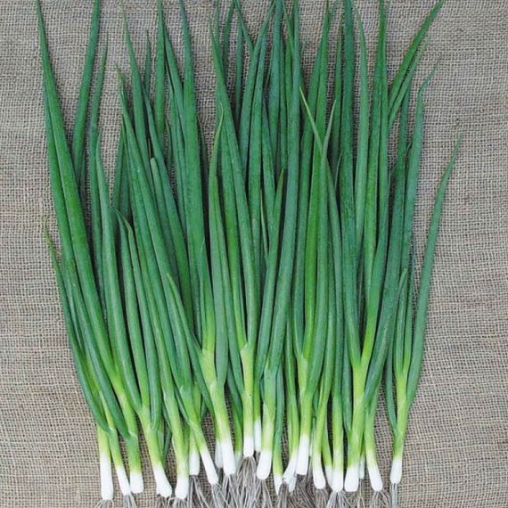 КАТАНА F1 семена лука на перо (Sakata | Alexagro)