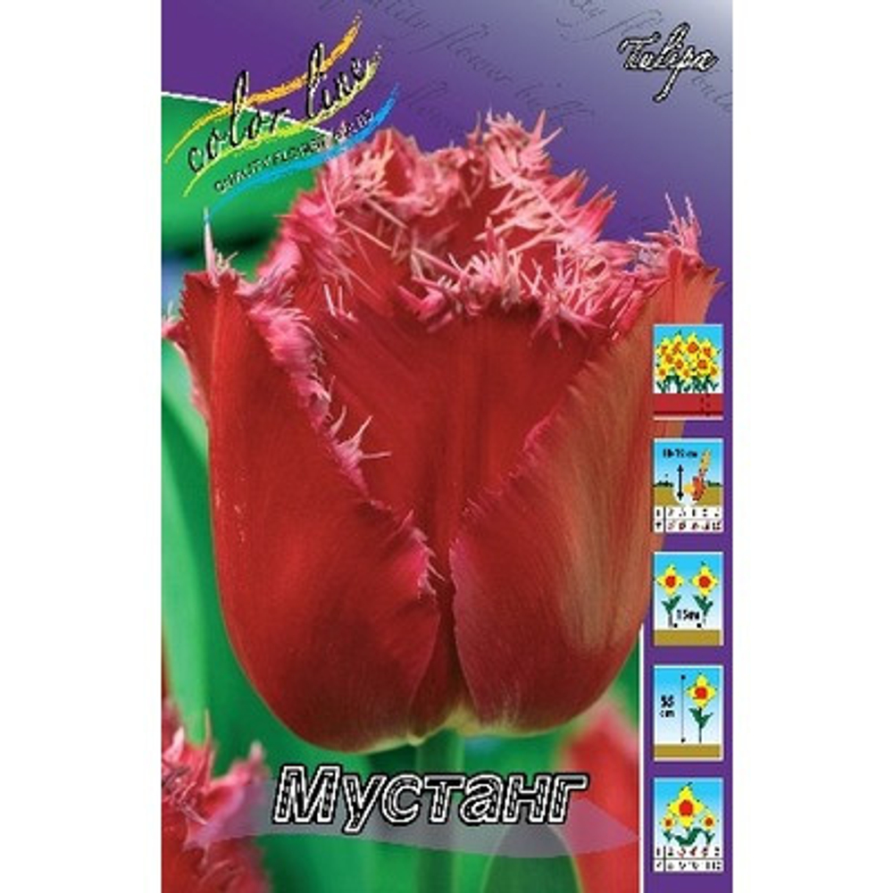Тюльпан Мустанг