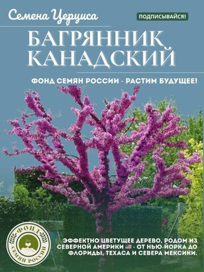Багрянник, Церцис, Канадский, семена 20 шт.