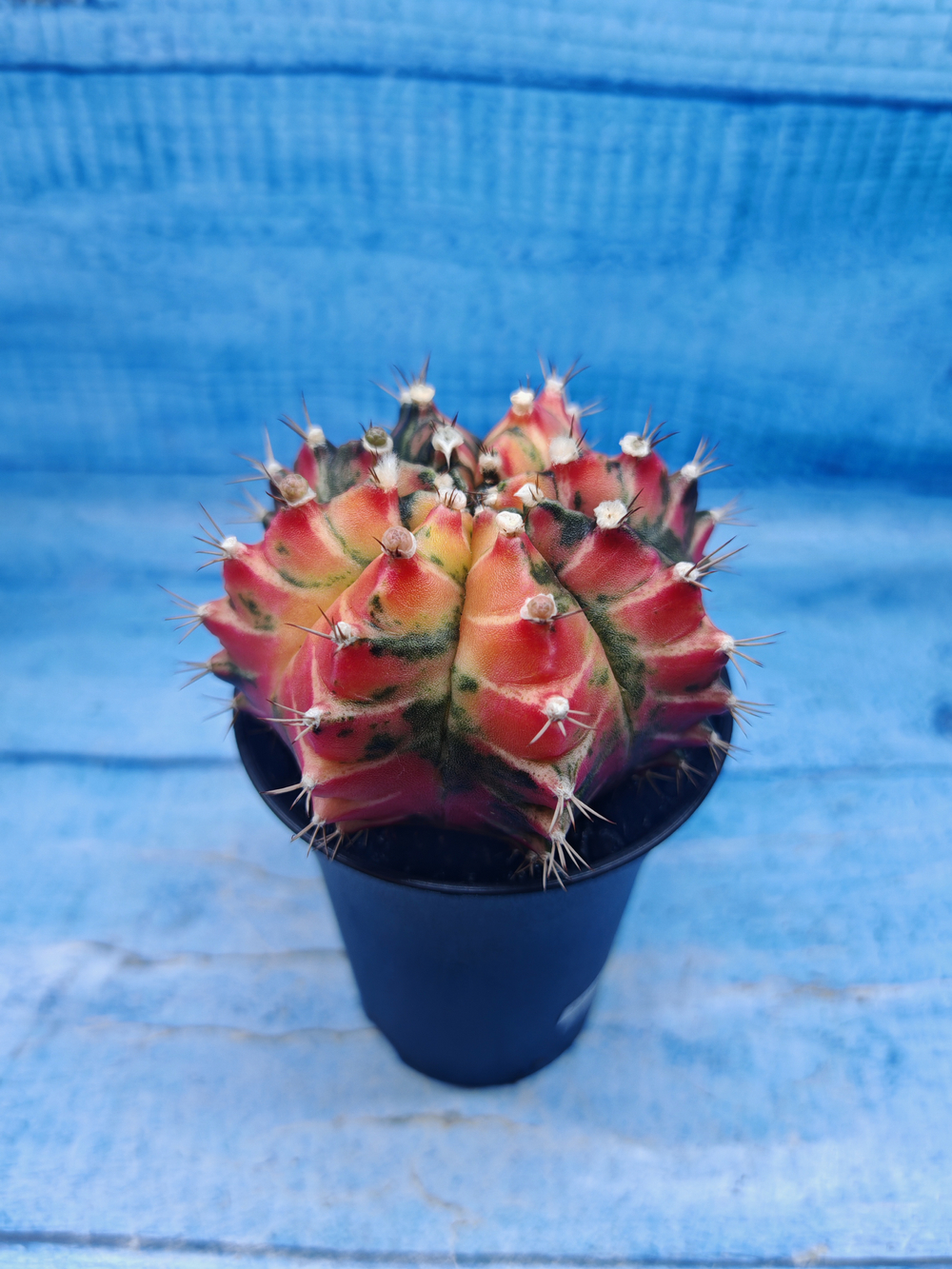 Gymnocalycium Variegata (Гимнокалициум Вариегатный)