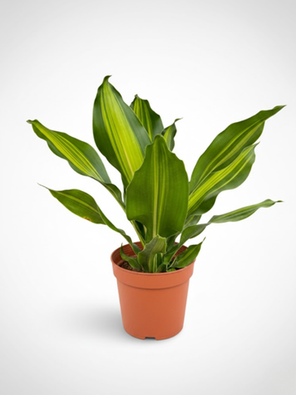 Драцена узколистная Golden Heart д.9