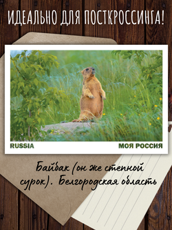 Моя Россия. Звери