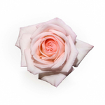 Пинк О’Хара (Pink O’Hara) — романтическая душистая роза