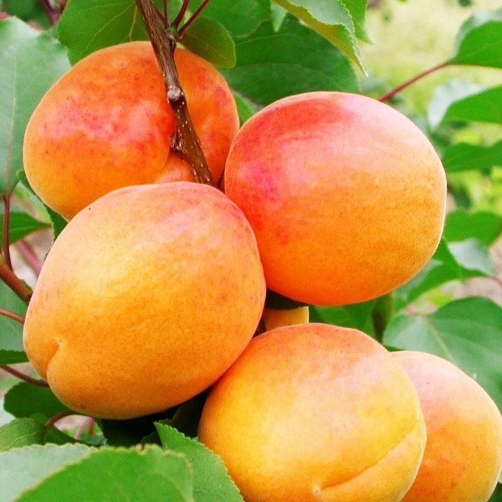 Абрикос Ульянихинский Абрикос Ульянихинский