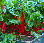 Рубин семена мангольда (ПОИСК)