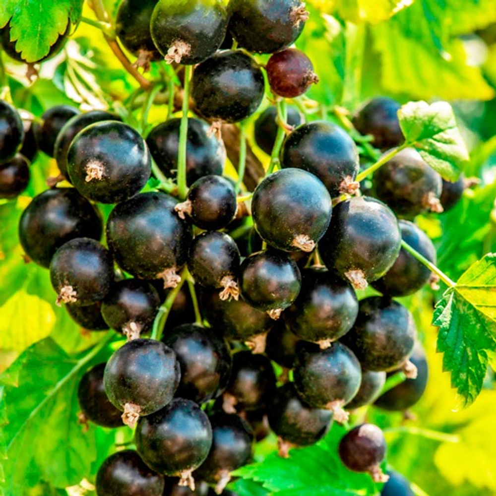 Смородина Илья Муромец черная