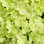 Гортензия метельчатая Пандора (Hydrangea paniculata Pandora)