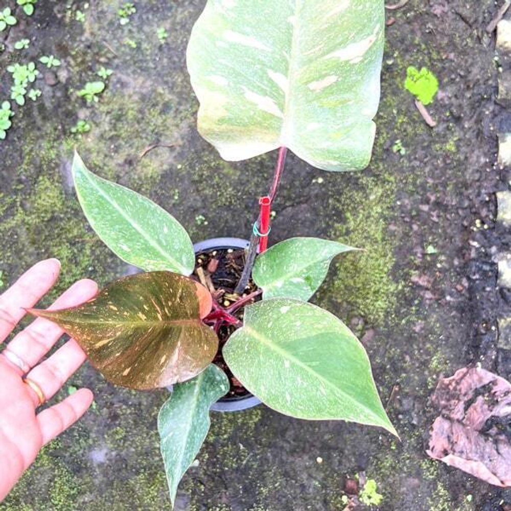 Филодендрон ORANGE PRINCESS