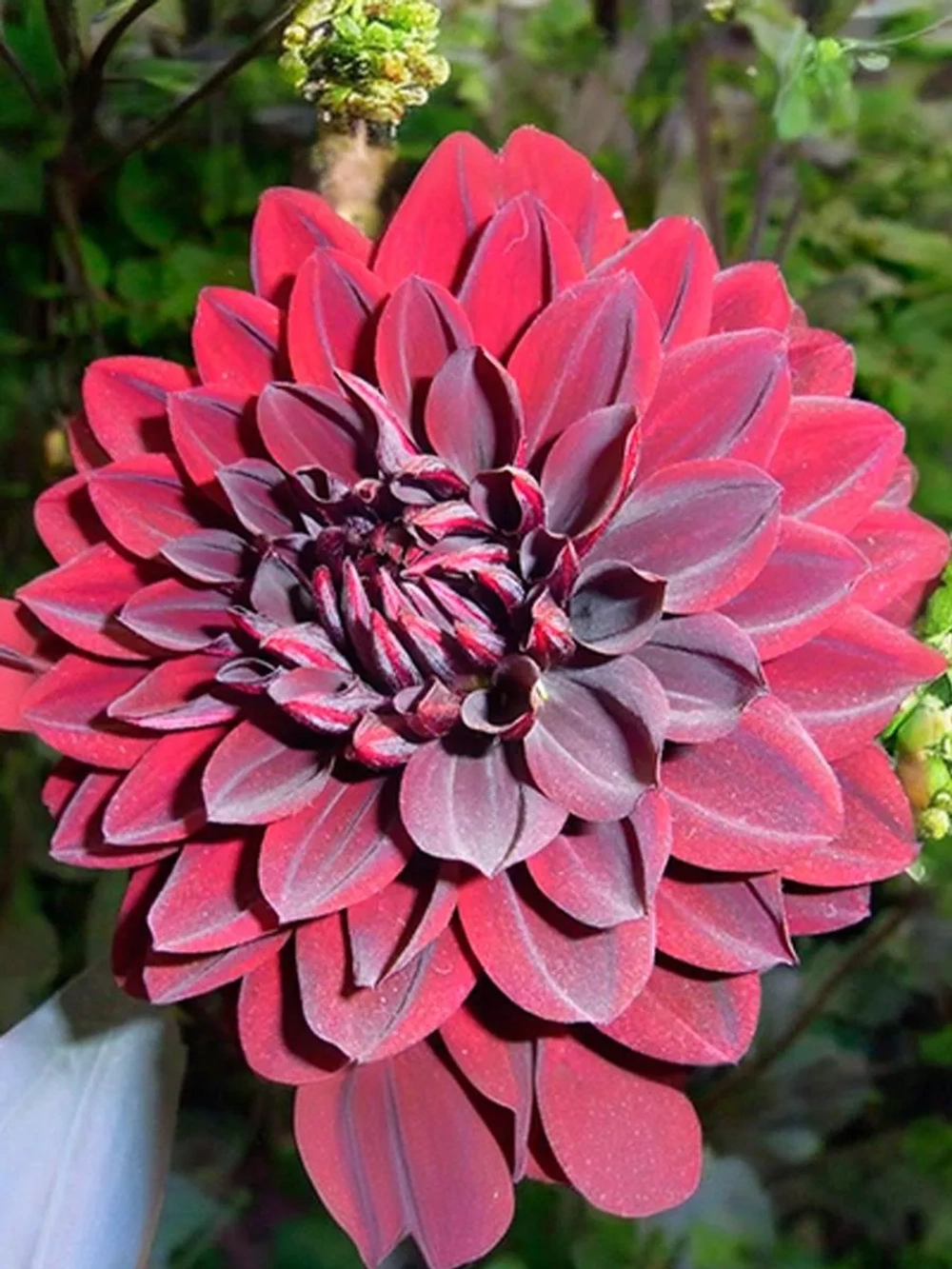 Георгин декоративный Карма Чок