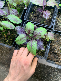 Базилик фиолетовый в горшке