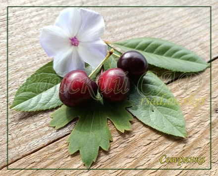 Вишня песчаная ( Бессея) Северянка (19-8)