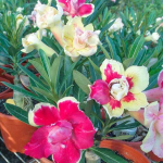 Адениум обесум 238 Cúc Hoa Đài