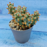 Tephrocactus Molinensis Red Glochids (Тефрокактус)