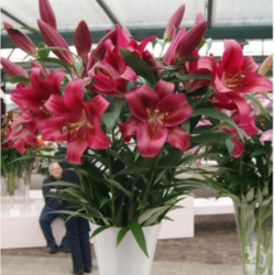 Лилия Ред Дезаер 3шт размер 18/20 Закупка М67 апрель 2026