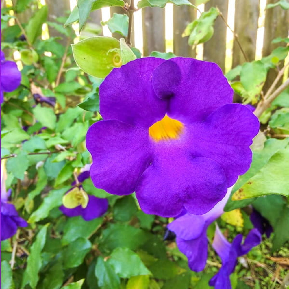 Тунбергия прямостоячая – Thunbergia erecta