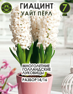 Луковицы цветов Гиацинт уайт перл, 7 шт