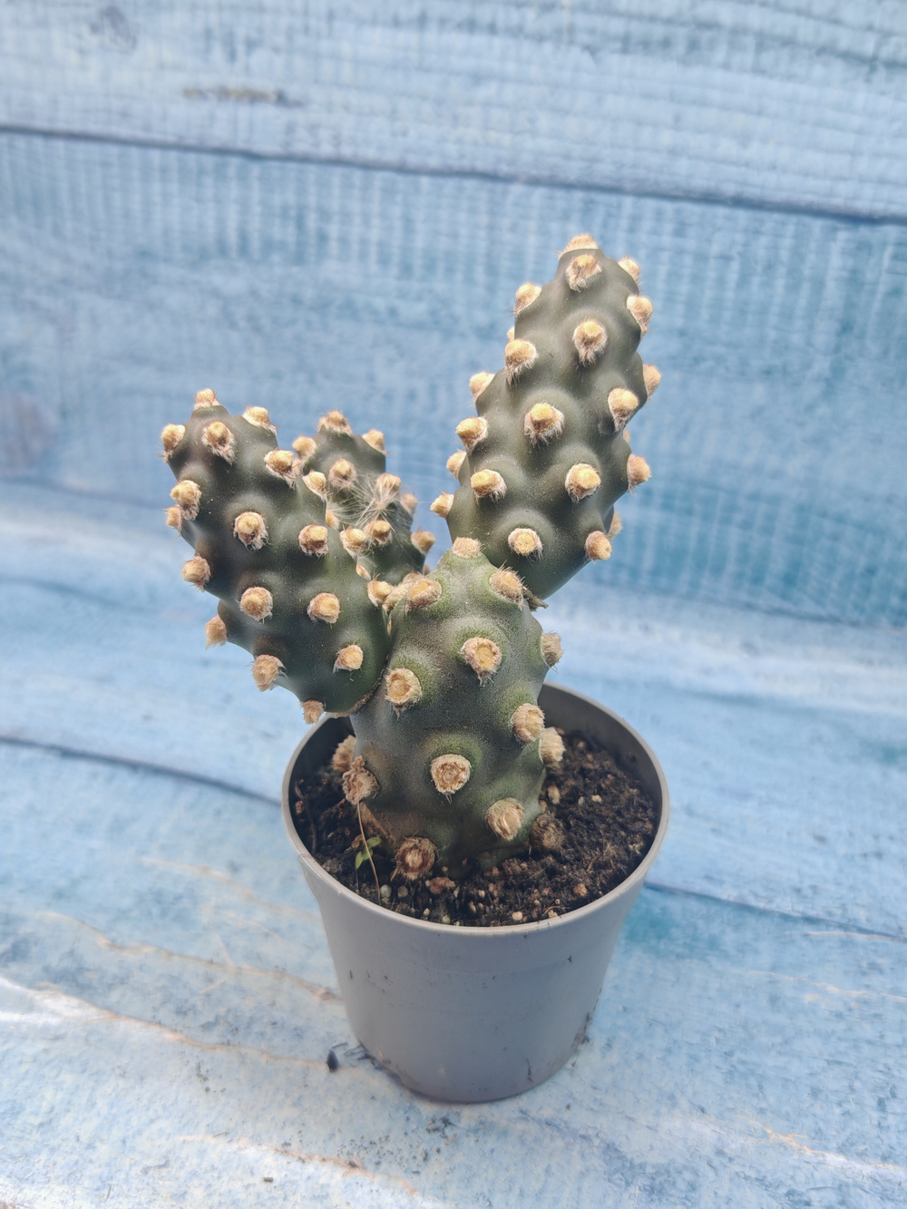 Tephrocactus Molinensis (Тефрокактус)
