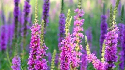 Дербенник иволистный