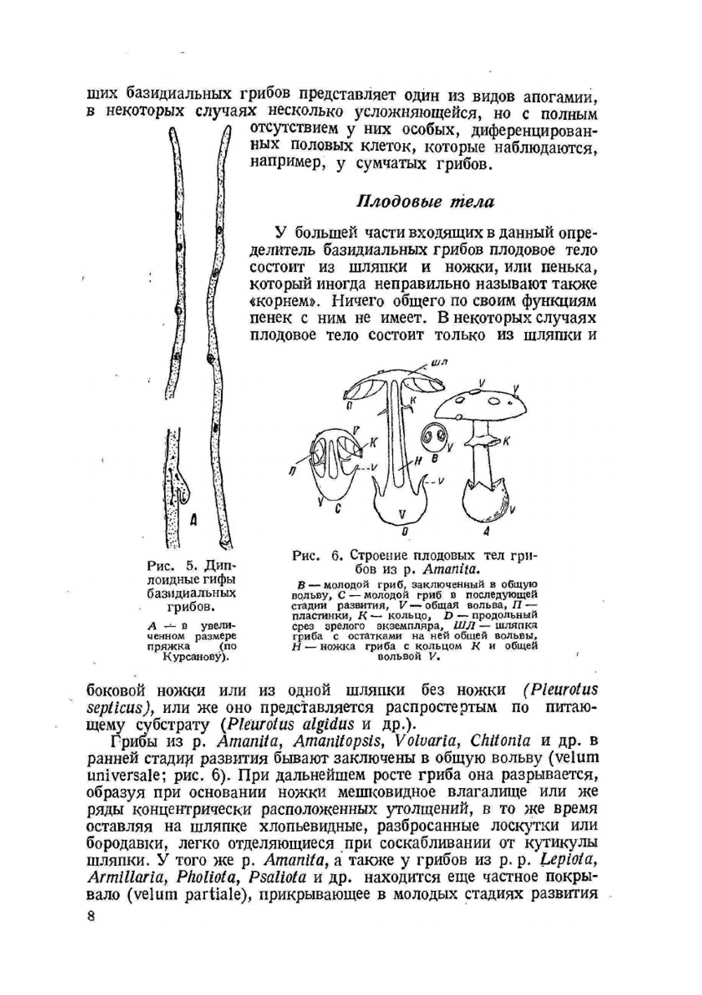 Определитель шляпочных грибов | Л.А. Лебедева