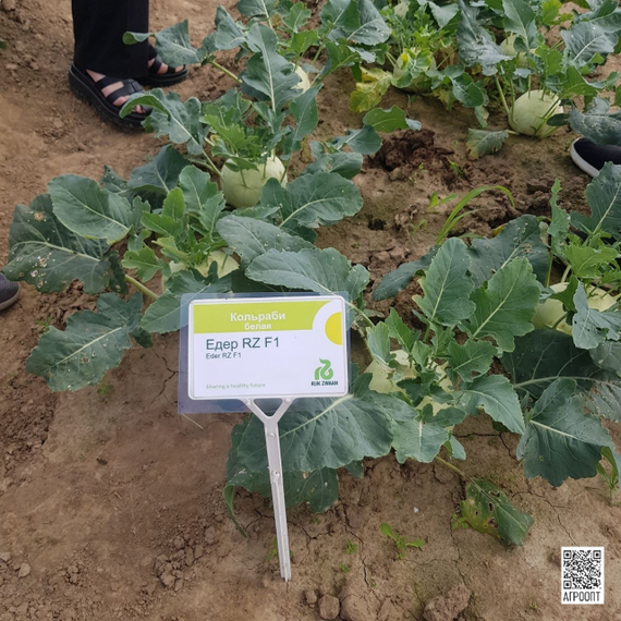 ЕДЕР РЗ F1 семена капусты кольраби (Rijk Zwaan | Alexagro) – фото 4