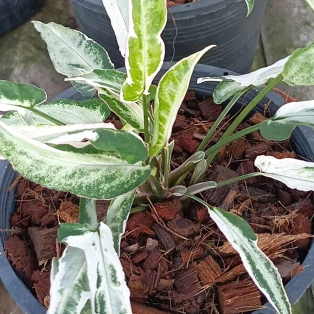 Сингониум STARLITE VAR