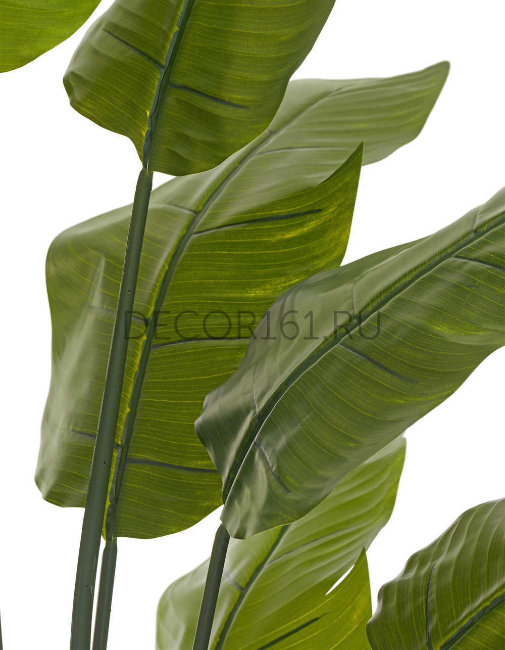 Стрелиция Traveller зелёная в-150 см (13 листов) (Sensitive Botanic) 1/1 10.011352N