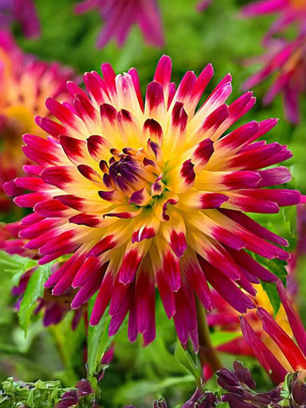 Георгин декоративный Мэджик Санрайз
