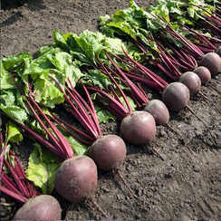 Пабло F1 семена свеклы (Bejo / Бейо)