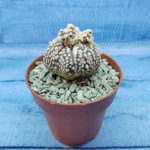 Astrophytum Asterias "Super Kabuto" (Астрофитум)
