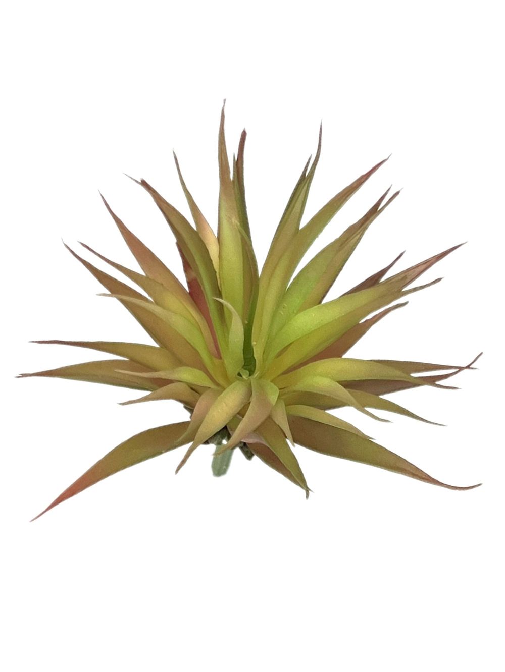 Суккулент 110 зелено-желтый