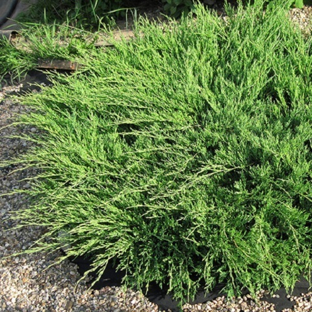 Можжевельник горизонтальный Андорра Компакта