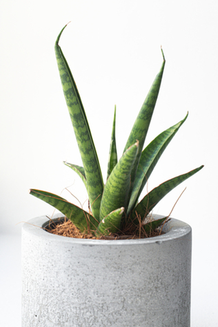 Сансевиерия Медуза