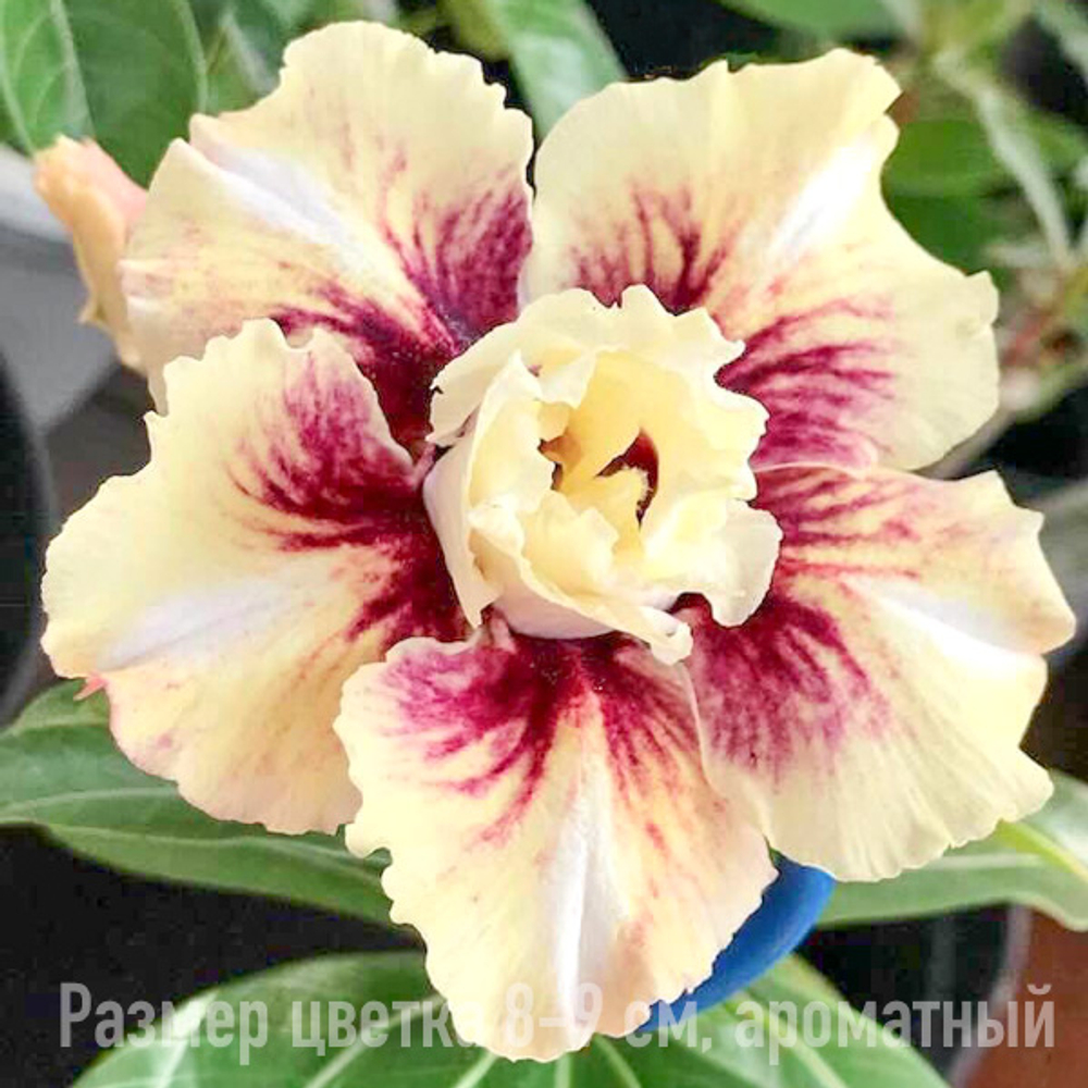Адениум 345-PHUC VU